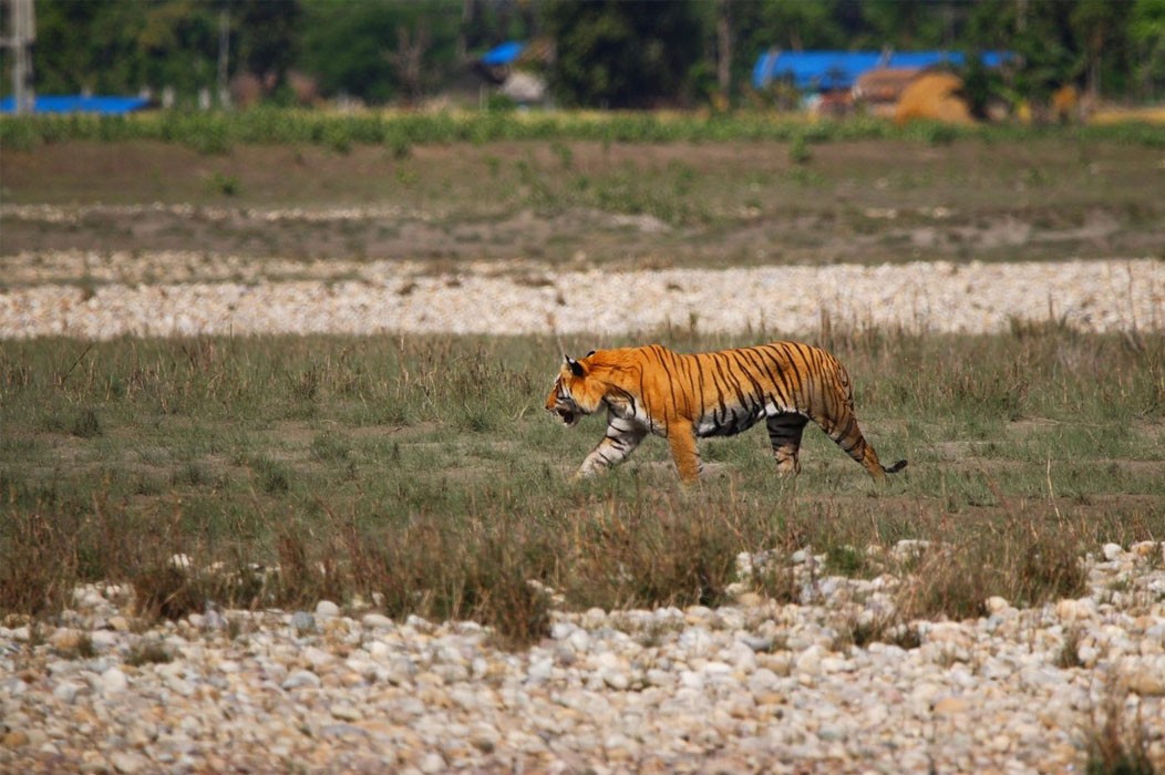 किन बढिरहेको छ नेपालकाे बर्दिया राष्ट्रिय निकुञ्जमा बाघ आक्रमण ?