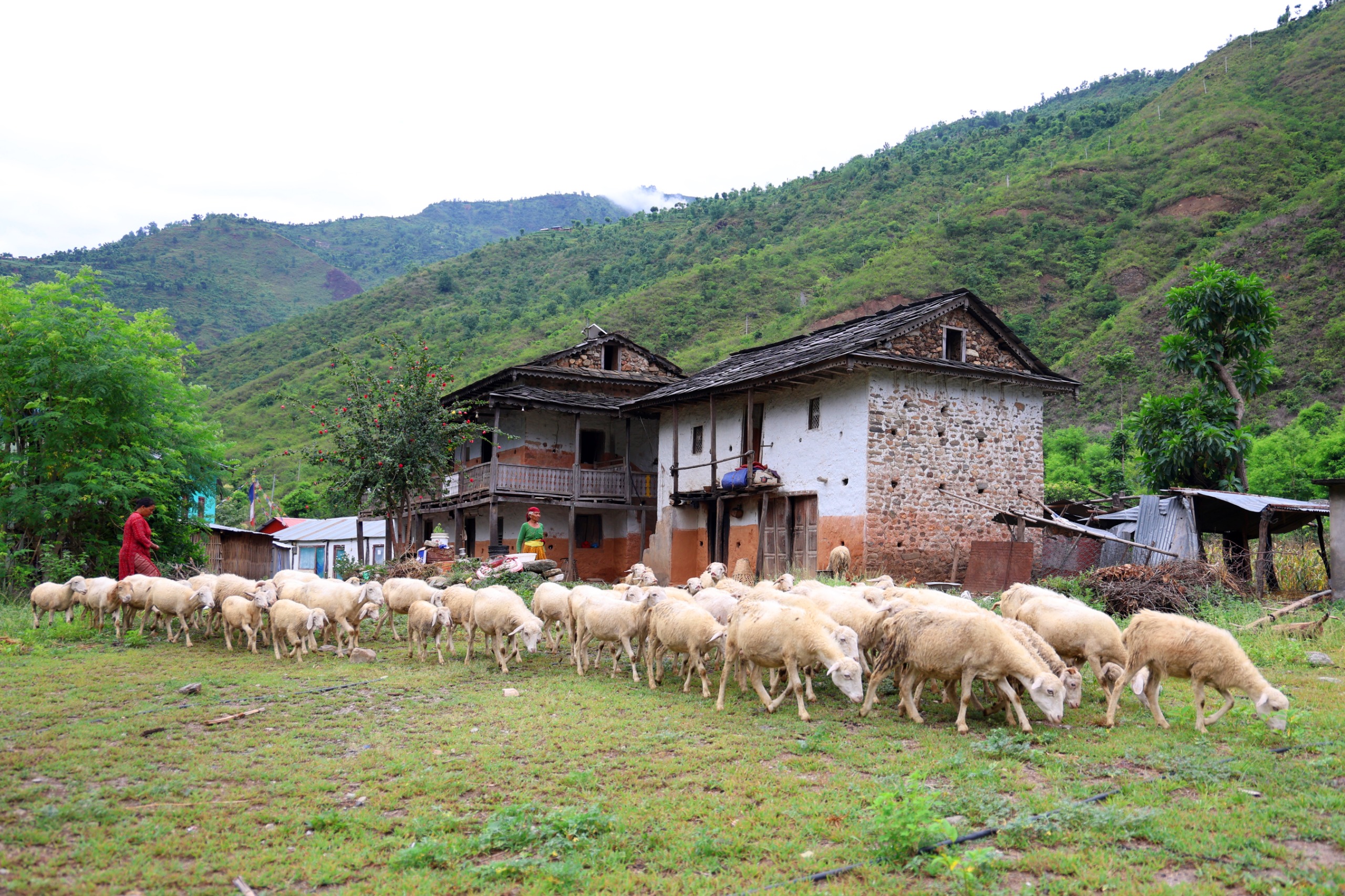 fikkal-sindhuli-(5)-1752239669.jpg